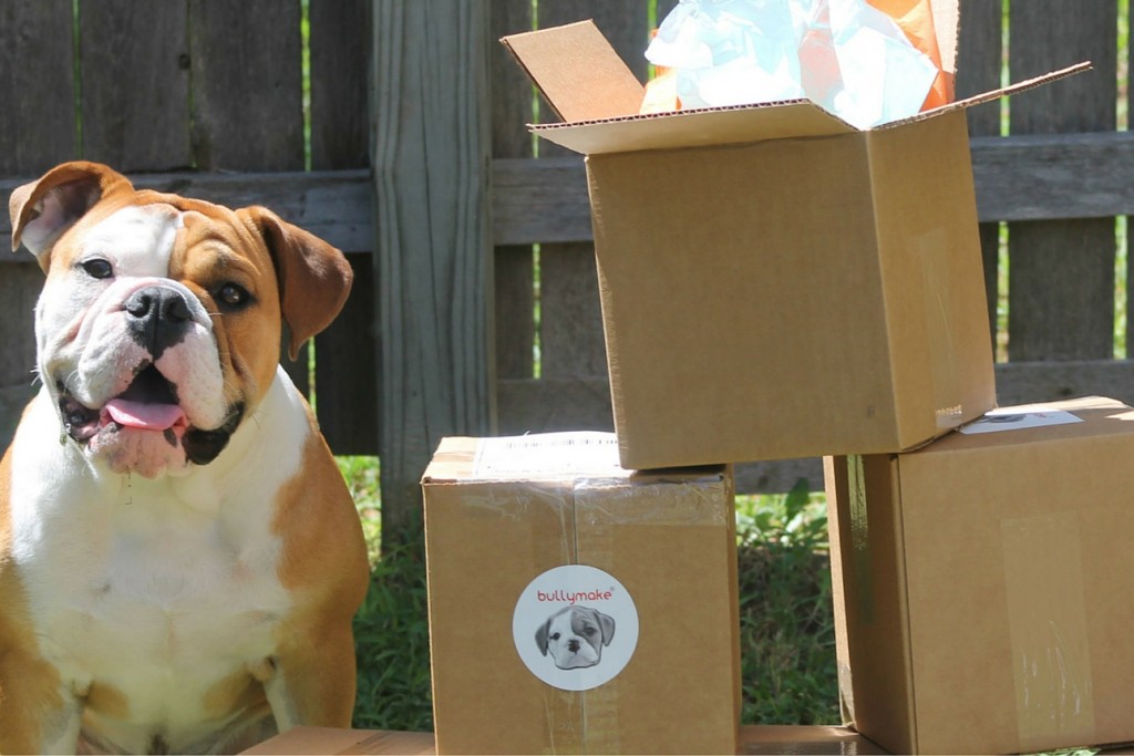 Bullymake boxes with power chewing dog