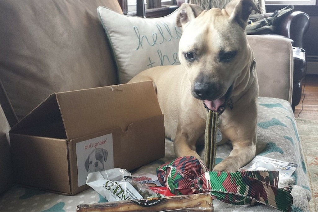 Dog exploring his Bullymake subscription box