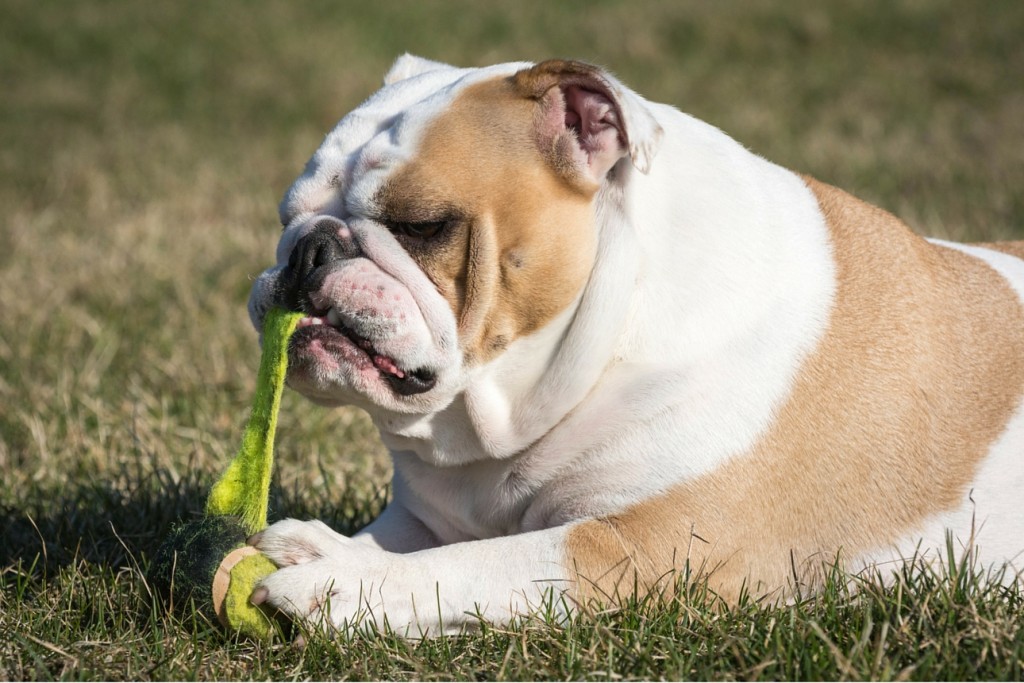 Bulldog pulling apart tennis ball