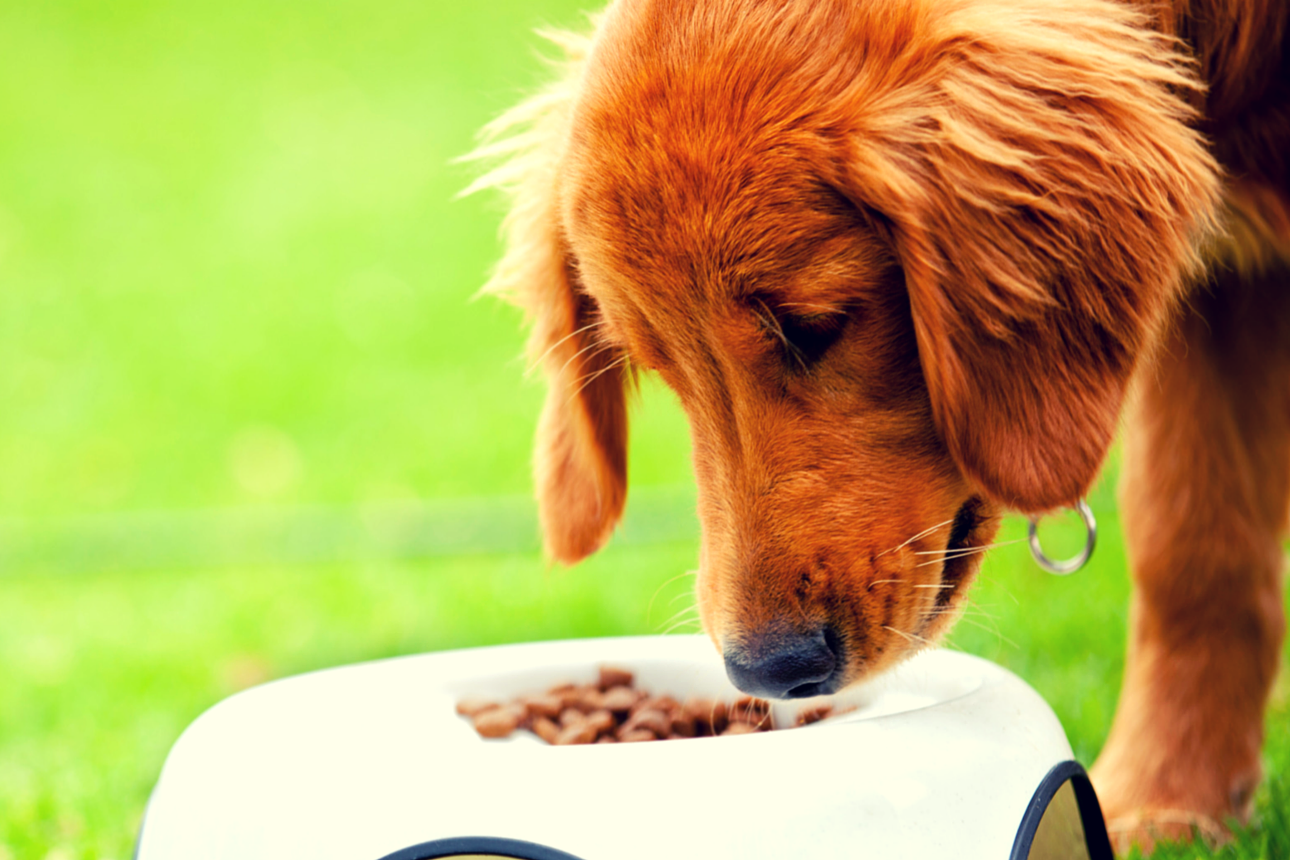 Dog eating food from bowl